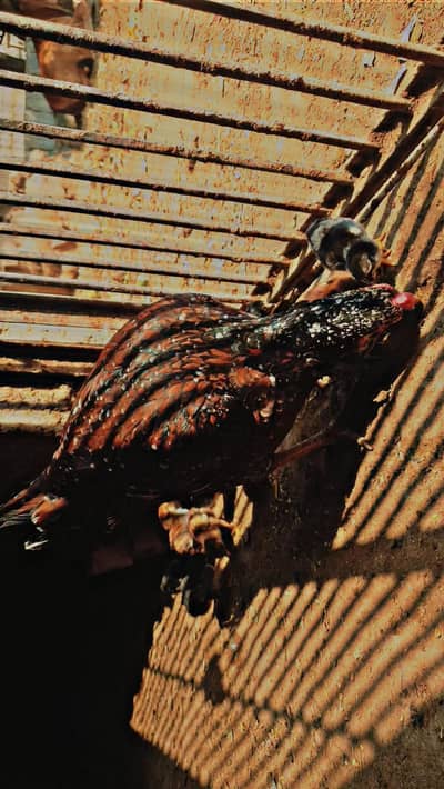 Aseel chiks for sale