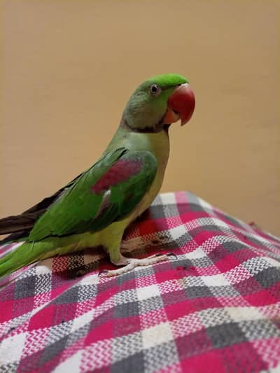 Raw parrot