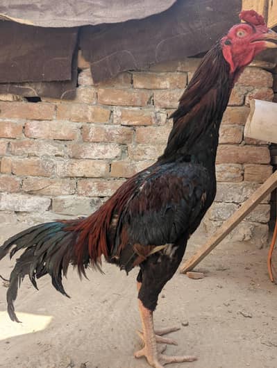 aseel murga for sale