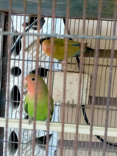 lovebirds pair