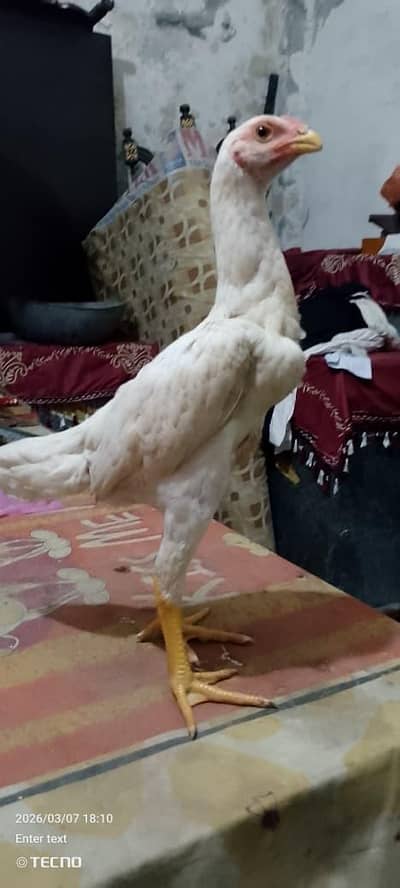 Shamo / Aseel Shamo/ Japanese shamo / white shamo / hens