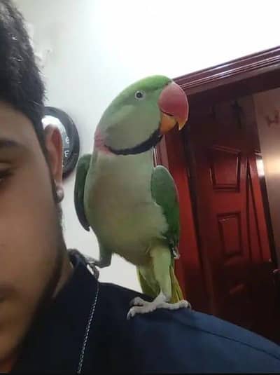 Kashmir raw parrot my what's no or call number 0341_____9282___558