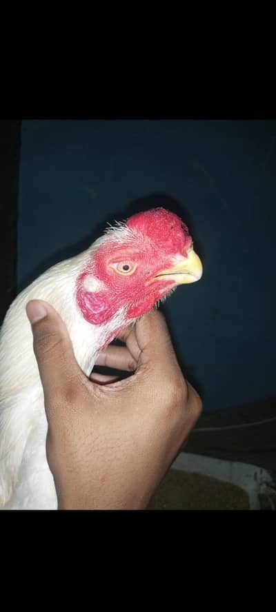 Indian  parrot beak & king shamo eggs and chicks