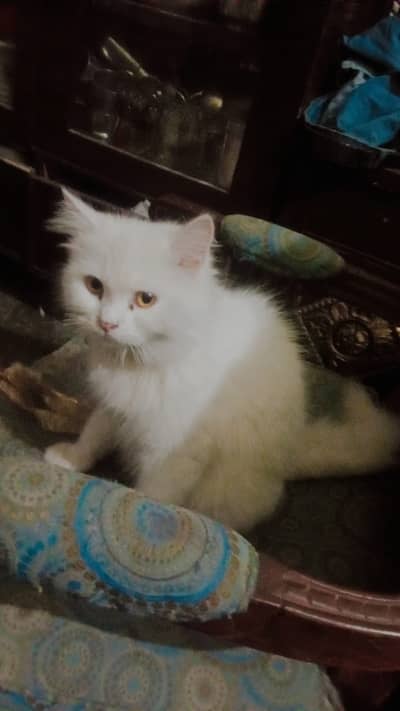 Cat | Persian Cat | Persian Kittens | White Kittens | Cash on Delivery