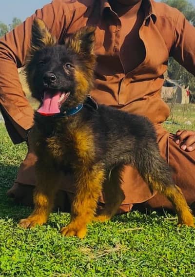 German Shepherd | long coat German Shepherd | male puppy | gsd dog
