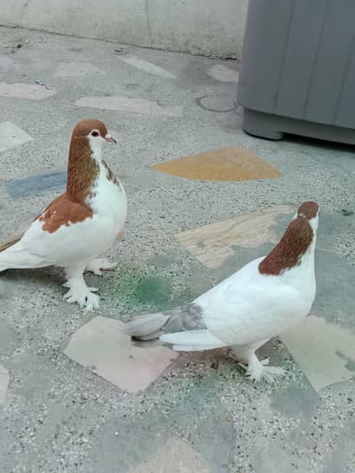 lahori sherazi breeder pair