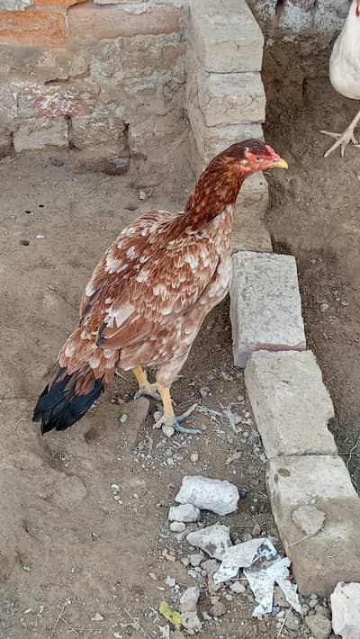 Pure Dilkash Aseel hen