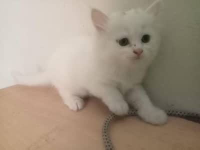 Persian female kittens for sale