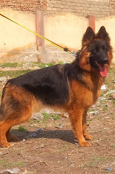 German shepherd long coat female show quality  heavy bon for sale