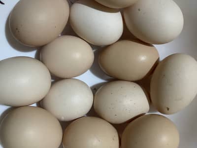 Organic desi eggs