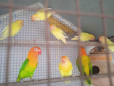 Love Birds Breeder Pair for sale 4 pair Hain