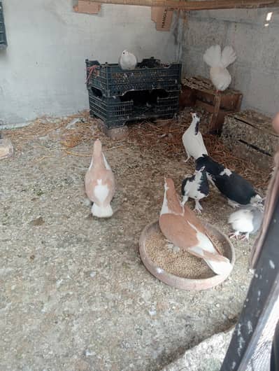 Mix pigeon for sale