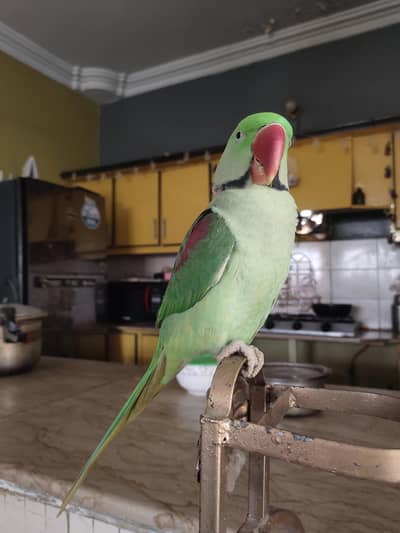 Raw Pahari Parrot for sale