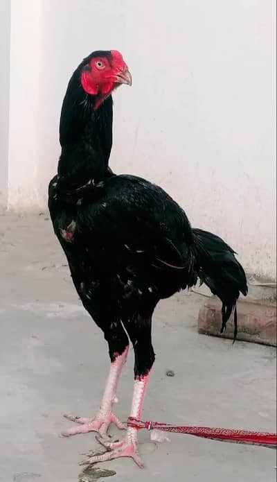 Aseel murgha in shamo cross for sale