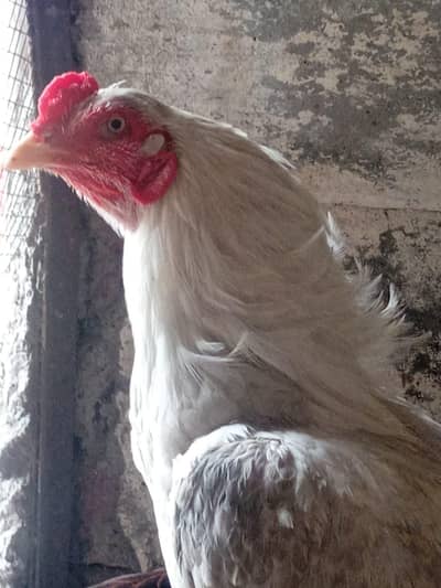 paper white Heera for sale