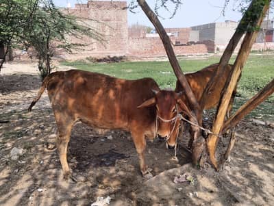 cow 2 for sail urgent jawan ha healthy ha