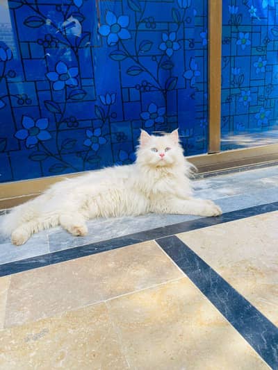 Blue eyes Young female For sale