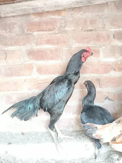 1 black mushka aseel pair and 1 aseel Pakistani female