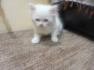 persian kitten