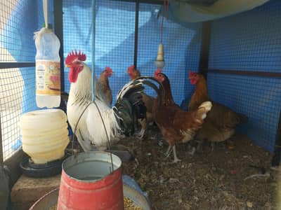 egg wali murgia 1100 female 1500 male