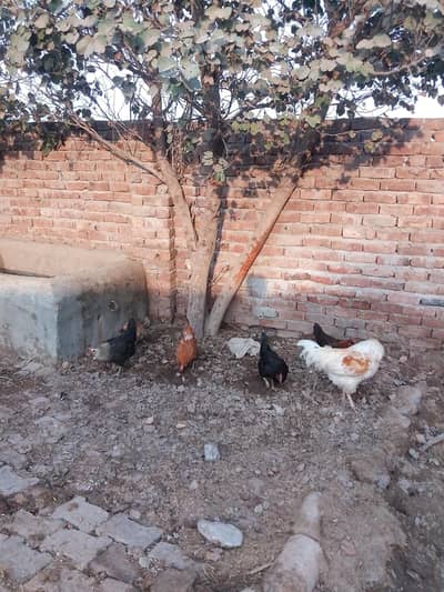 hens for sale wts.  03259790938