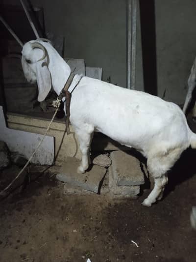 Gulabi ,Ghar ki bakri ,