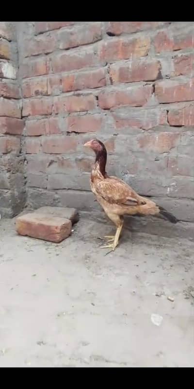 aseel madi urgent for sale