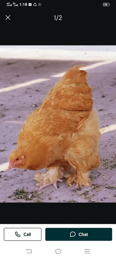 heavi gulden buff hen