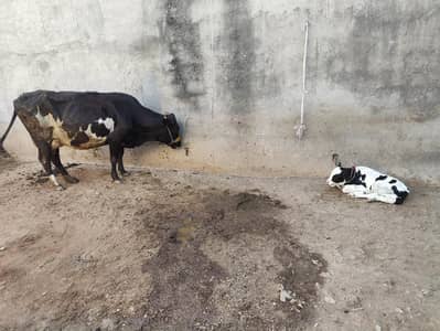 Cow with 4-5 days baby 480,000/
