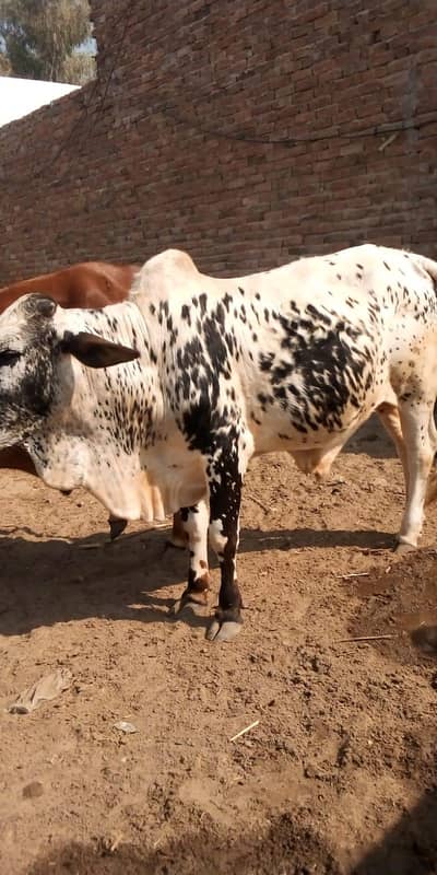 Donday Qurbani K Janwar For Sale