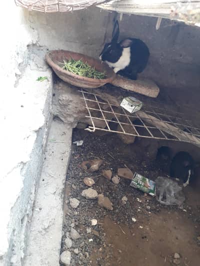 4 rabbit 1 male 3 female