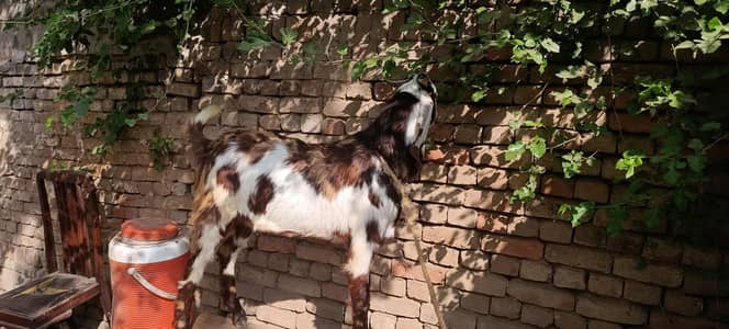 goats bakra