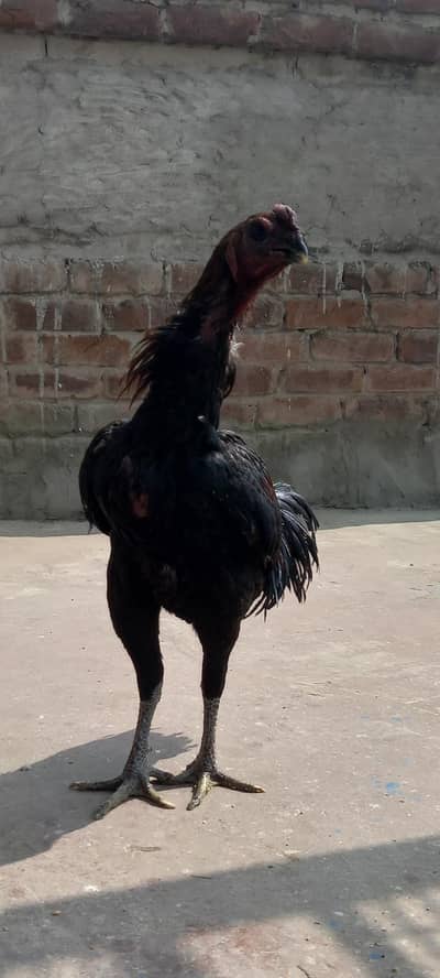 pure dragon black skin imported male  available 03126612828