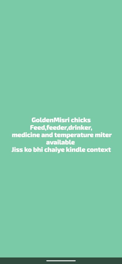 Golden misri chick's/ Golden misri chuzay/ chicks / chuzay