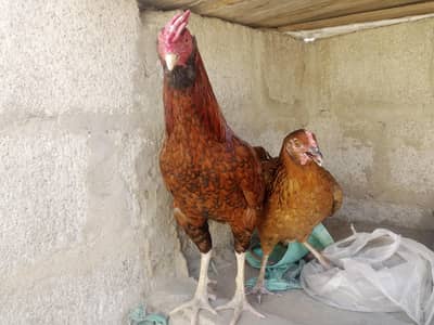 aseel argent sail 03161328563 wattsap