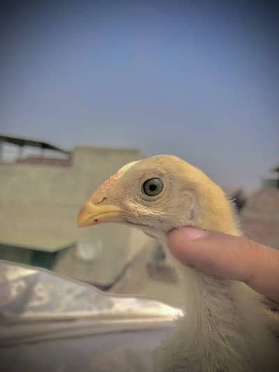 Japnese shamo cross chicks 1 month age