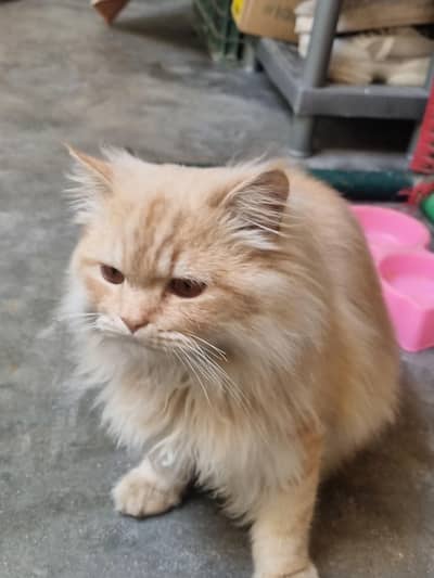 persian cat for sale