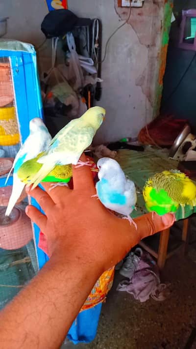 Budgie Hand Tame Baby Australian Parrot
