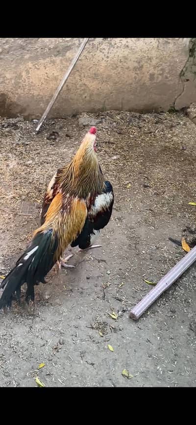 High Quality Amroha / Mianwali Aseel Murgha for Sale