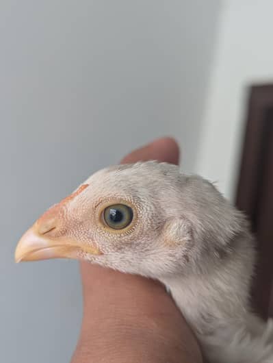 Paper white permooz blue eyes chicks long height murgay ky chicks