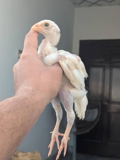 blue eyes + permoz Paper white chicks long height