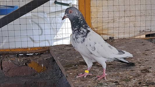 top quality Golden and Teddy kabutor