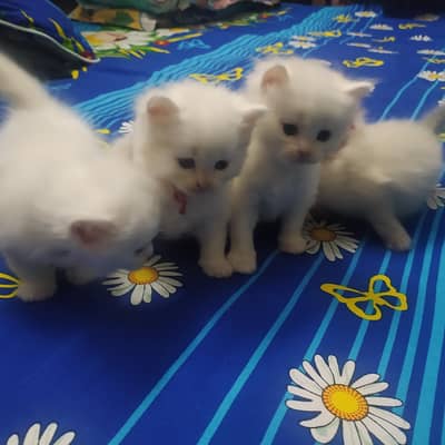 Persian kittens
