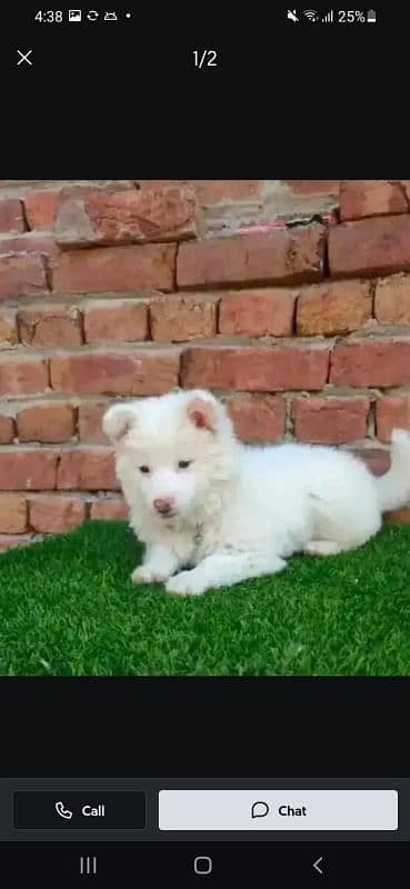 Russian puppy dog for sale only Whatsapp number 03327945291
