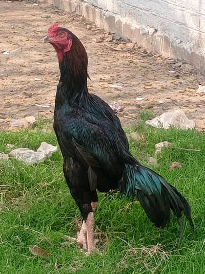 shamoo cross me ha  bap Shamu tha ma Pakistani