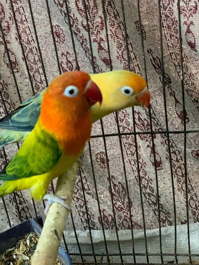 lovebird breeder pair for sale