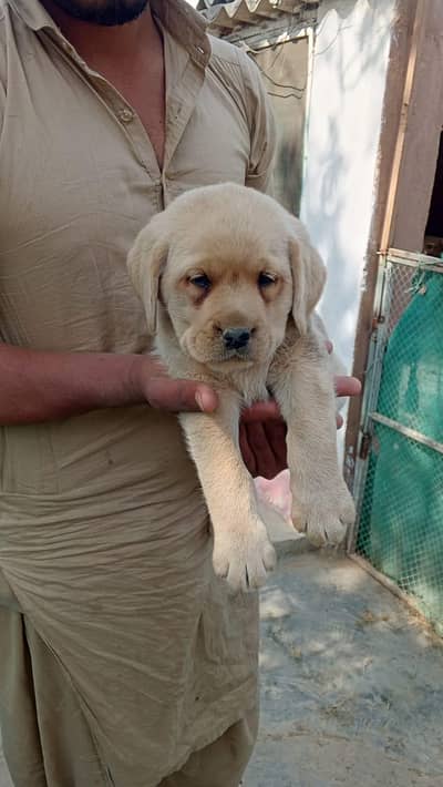 Labrador Puppies Available for Sale in Attock