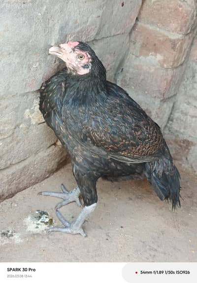 aseel Thai kurk Madi