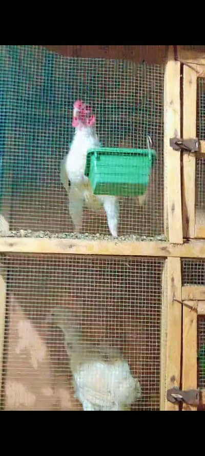 choshamo breeder piar for sale