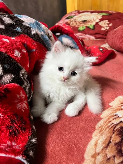 persian cat odd eyes triple Cote